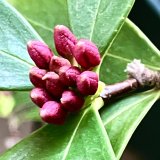 生物季節－冬は活動しない？－