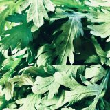 すべての野菜に香りはある！