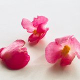 10月のWSのお知らせ|ティートゥリー蒸留とポプリを作る