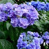 雨のニオイ？ーペトリコールー