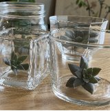 梅雨ざしー植物は“生きている”をリアルに実感ー