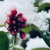 ２月WSのお知らせ|花粉の季節を乗り切る工夫・自分でできる対処法