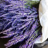 植物季節－ラべンダーの頼もしさー