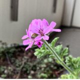 さまざまな花色