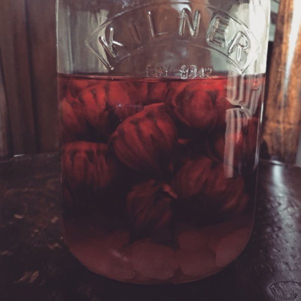 画像4: ハイビスカス (4)