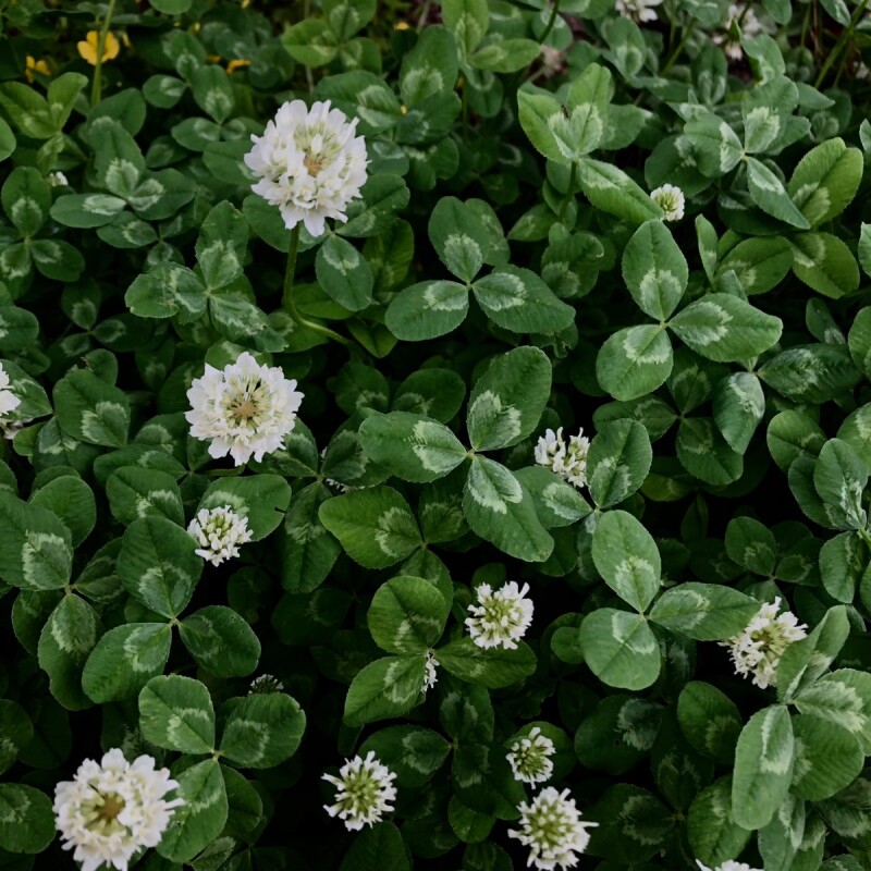 何と子供時代を想い起させる植物なの！