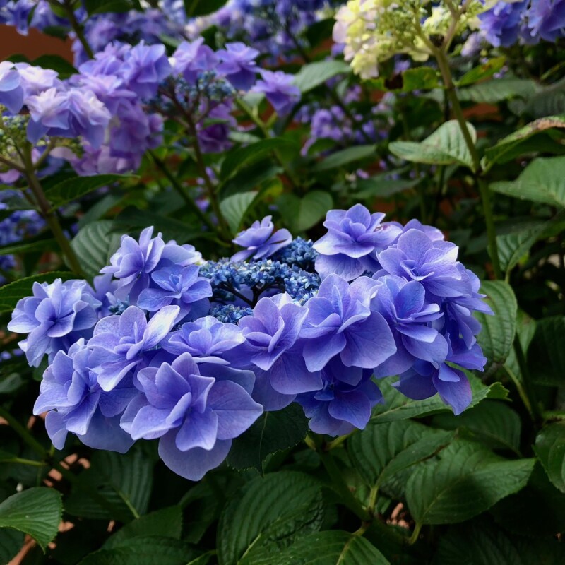 群生する花の美しさという価値観