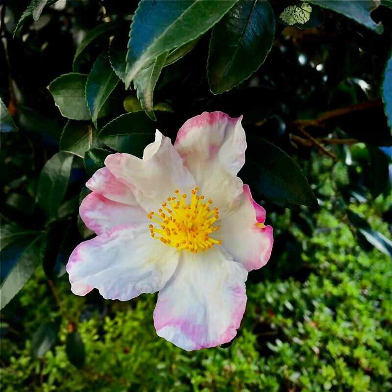 "山茶花の花びらは、桜貝”　太宰治