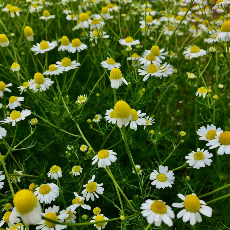 花たちのささやきー時の重みー【動画】