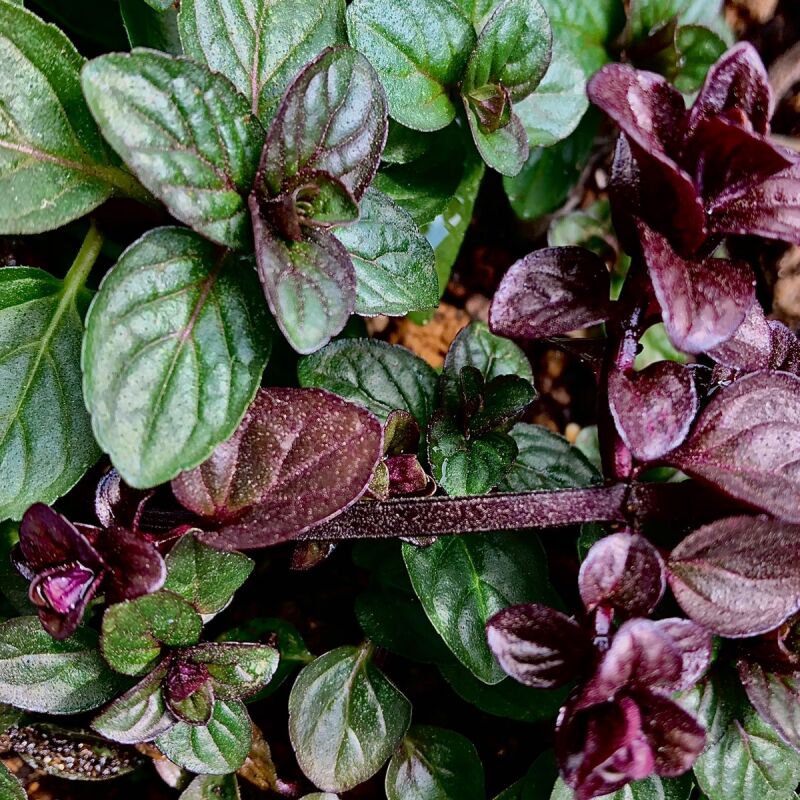 植物は積極的　ー葉の色を変化させ平衡を保つー