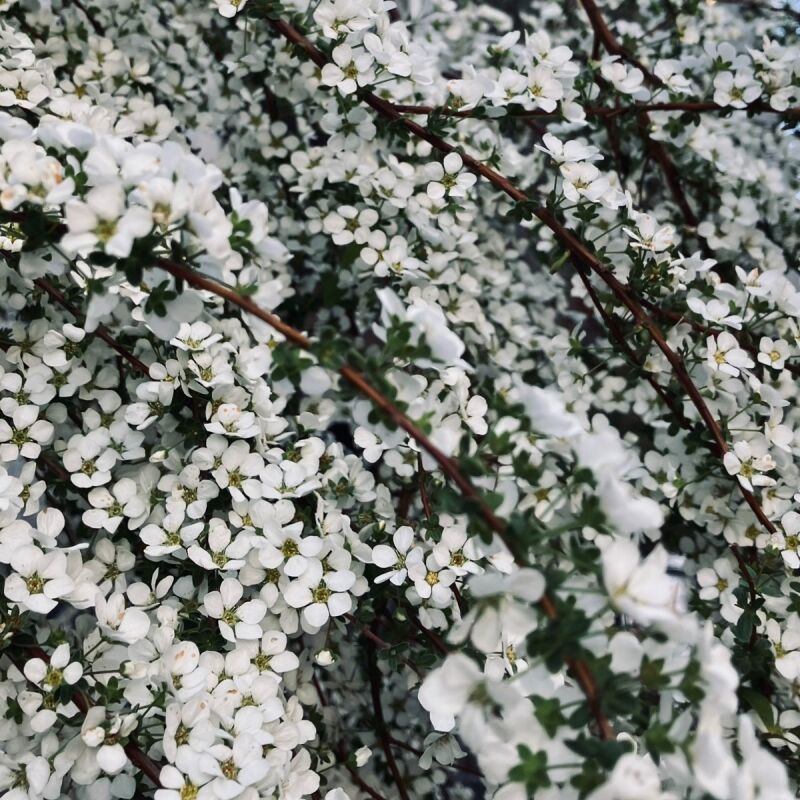 花には、いろいろな香り、花型、そして花色