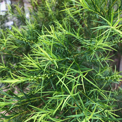 彼岸花