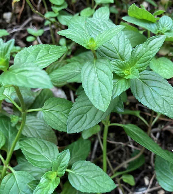 8月WS|植物の香りと脳―ハーブの「自由さ」と「強さ」で猛暑をのりきるー