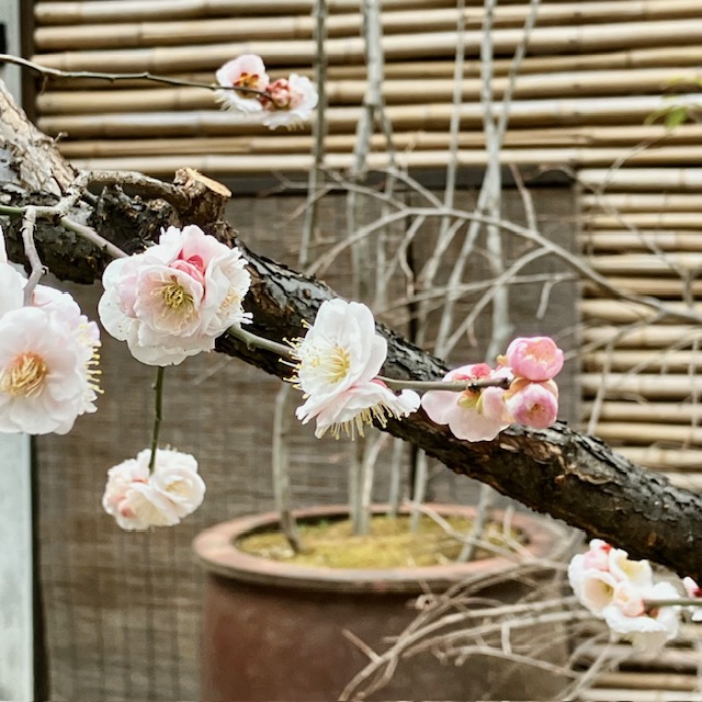 梅の花色