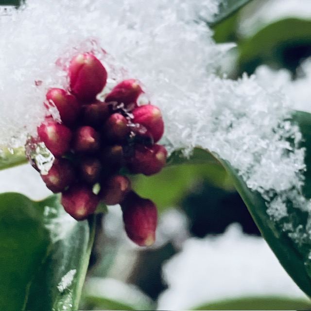 ２月WSのお知らせ|花粉の季節を乗り切る工夫・自分でできる対処法