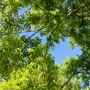 夏季休業のお知らせ