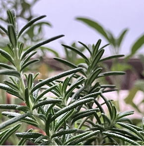 4月|シーズンWS　ローズマリー蒸留のお知らせ