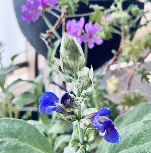 植物の生死の境界線